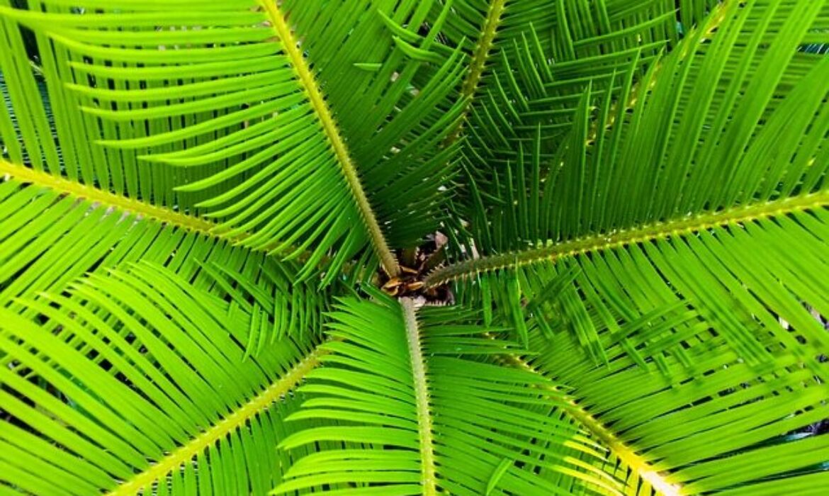 Sega Palm Tree