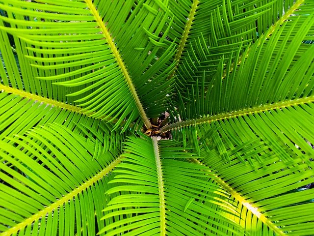 Sega Palm Tree