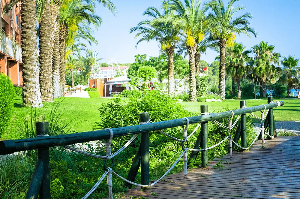Regional-Commercial-Landscape-Company-SEO Beautiful palm trees near the water